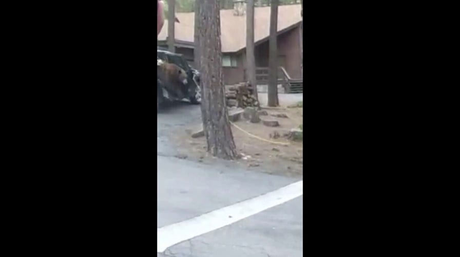 Bear jumps out of California car after deputies use rope to open door
