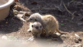 Baby meerkats celebrate first birthday at local zoo