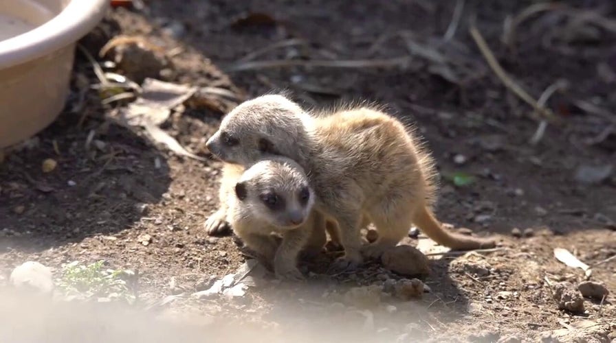 Baby meerkats celebrate first birthday at local zoo