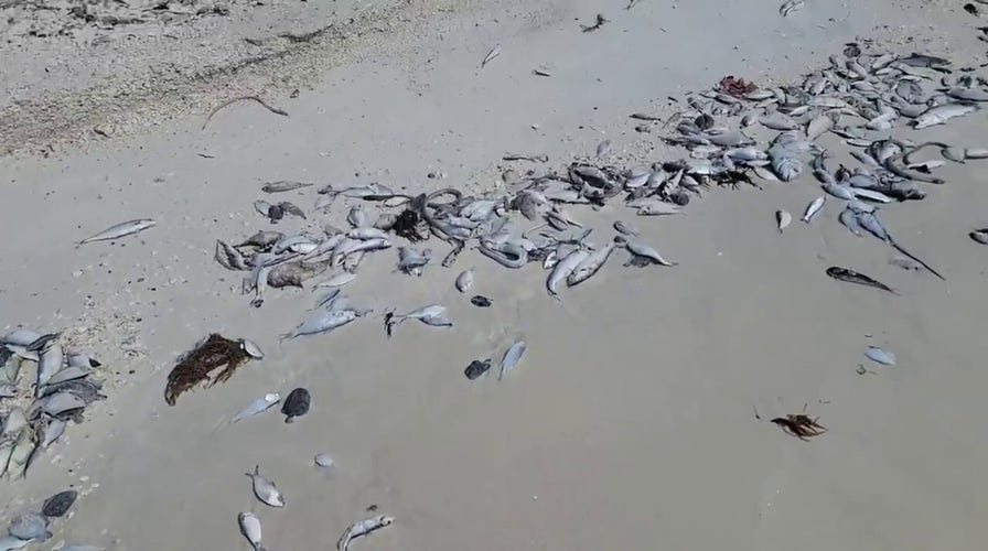 Florida red tide washes up hundreds of dead fish 