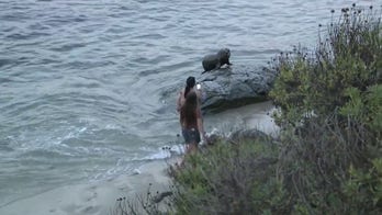 Sea lions charge through crowds at La Jolla Cove