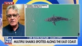 Shark expert reveals biggest myth amid recent ocean activity