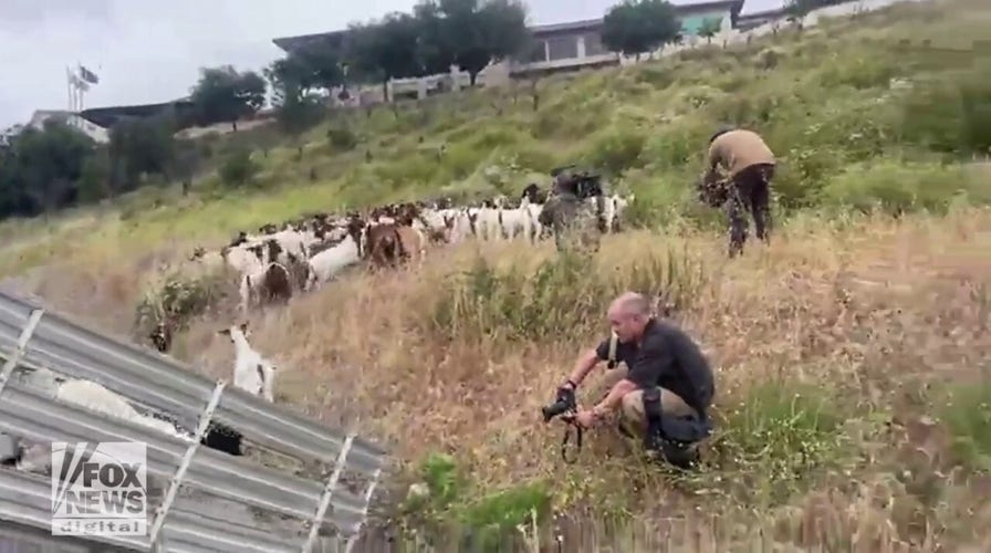 Goats brought to Ronald Reagan Presidential Library
