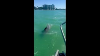 Dolphins escort police boat in Clearwater, Florida, in playful coastal encounter