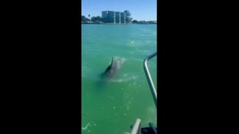 Dolphins escort police boat in Clearwater, Florida, in playful coastal encounter