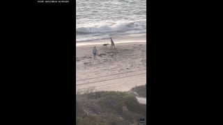 Dog and kangaroo duke it out in beachy battle - Fox News