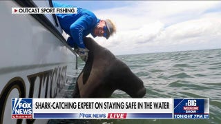 Despite five NY shark bites since Monday, the odds are ‘in your favor’ not to get bitten: Chip Michalove - Fox News