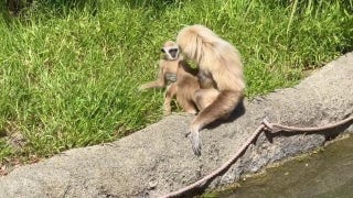 Mama gibbon will not let her baby leave her - Fox News