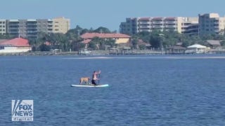 Dog spotted catching a ride on Florida man’s paddleboard - Fox News