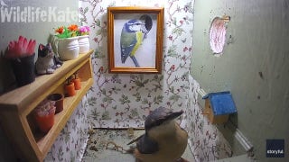 Bird attempts to 'clean house' when it doesn't like the decorations - Fox News