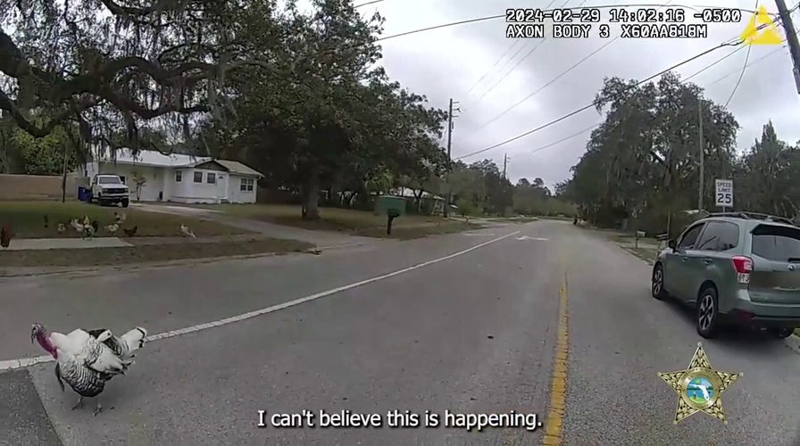 Florida deputy ‘attacked’ by roadside turkeys during traffic stop