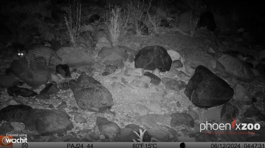 Rare animal spotted for the first time in this state