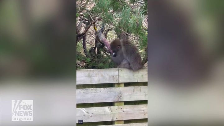 Monkey grabs treats at backyard bird feeder after escaping from wildlife park