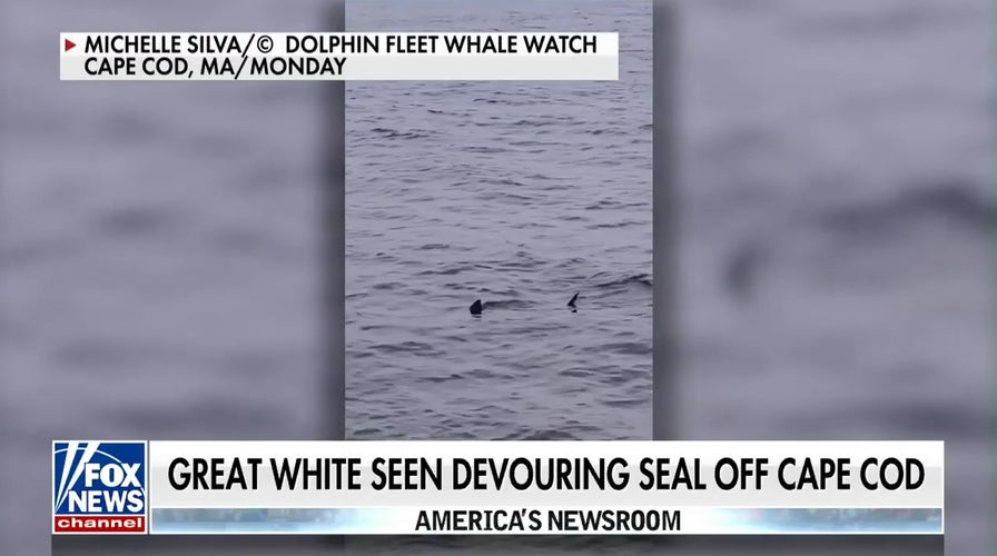 Great White shark spotted feasting on seal in Cape Cod