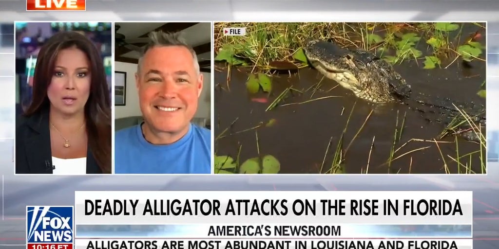 Deadly alligator attacks on the rise in Florida Fox News Video