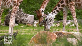 Baby giraffe still 'wobbly' on its feet at six feet tall