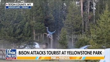 Yellowstone tourist tossed by charging bison