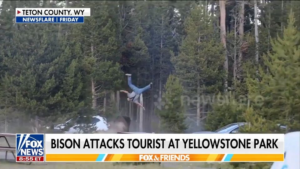 Yellowstone tourist tossed by charging bison