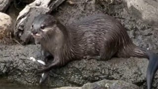 Otters beat the heat with frozen fish treats at Memphis Zoo