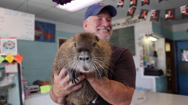 'He thinks he's a dog': Meet Neuty the nutria and his family