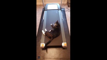 Confused cat can't figure out how a treadmill works