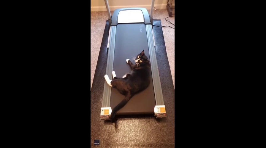 Confused cat can't figure out how a treadmill works