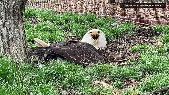 Male bald eagle protects, incubates rock mistaken for an egg