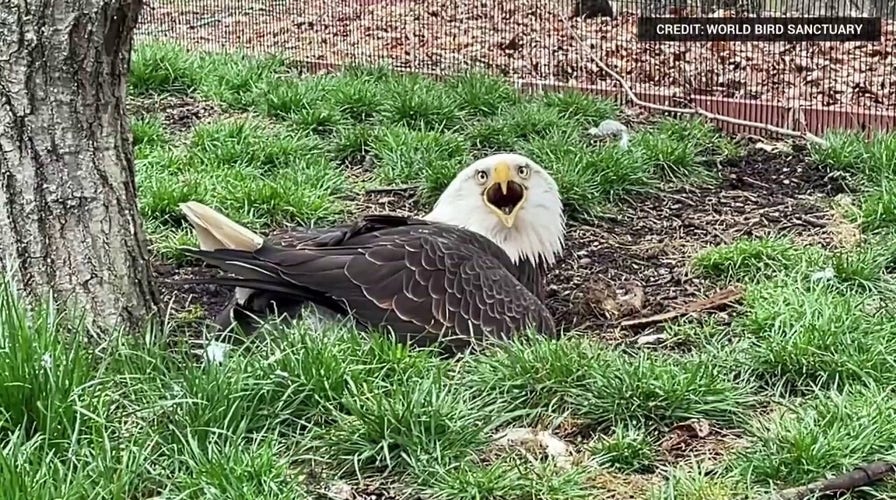 Male bald eagle protects, incubates rock mistaken for an egg