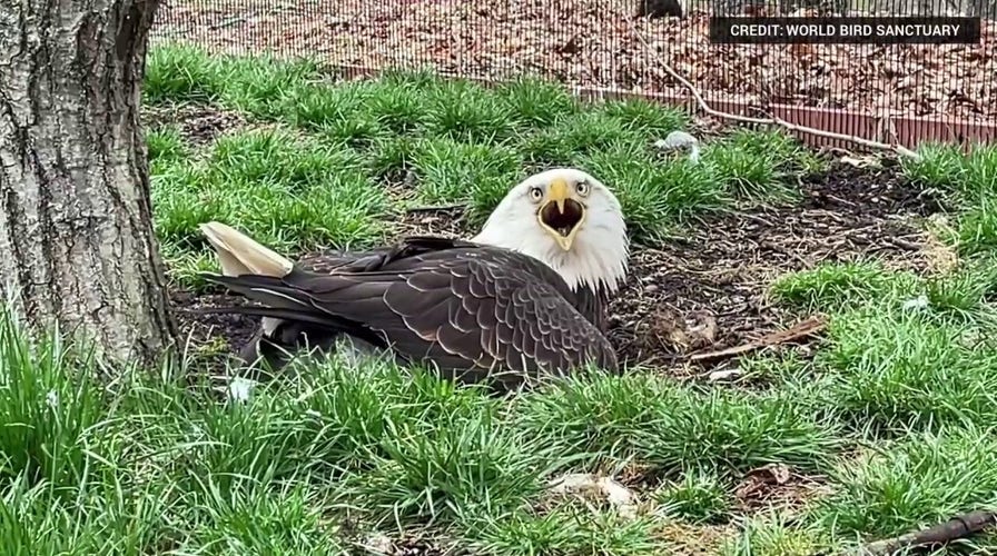Missouri bald eagle becomes proud foster dad to eaglet chick after taking care of a rock | Fox News