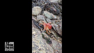 Octopus caught on video changing colors on beach in Wales - Fox News