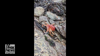 Octopus caught on video changing colors on beach in Wales