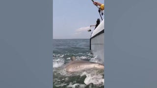 Bull shark thrashes off the coast of South Carolina during a tag and release - Fox News