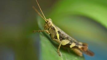 Why are insects secretly ending up in your food?