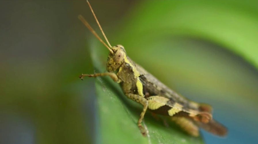 Fun And Fascinating Facts About The Texas Cricket