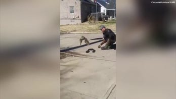 Owl in Ohio released after being rescued from chimney