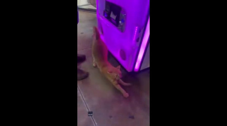Watch as a cat climbs out of a claw machine after man wins toy.