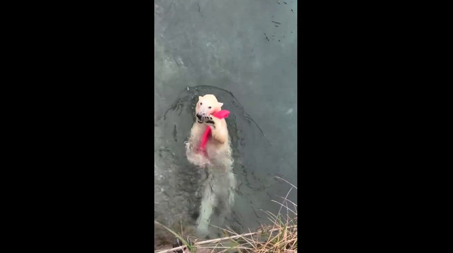 Polar bear splashes during water play on International Polar Bear Day