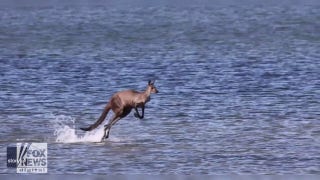 Kangaroo seen hopping across water: Watch this incredible video - Fox News