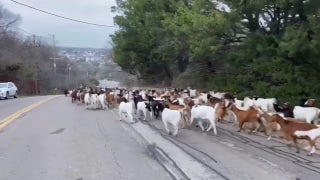 Texas police wrangle loose goats through Arlington neighborhood - Fox News