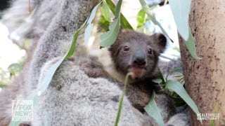 Koala joey makes highly anticipated ‘pouch premiere’ at local zoo - Fox News