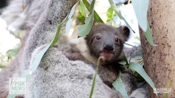 Koala joey makes highly anticipated ‘pouch premiere’ at local zoo