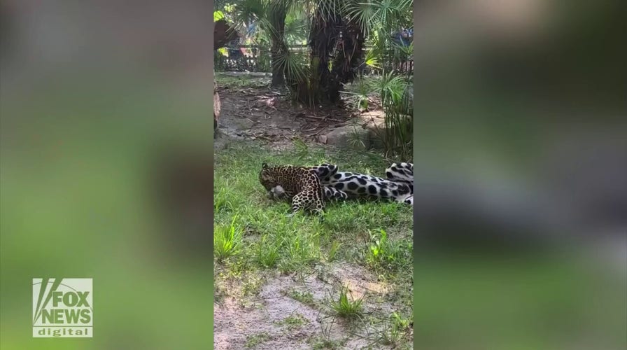 Jaguar cub plays with mom in adorable video