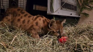Mountain lion cub plays with chew toy in adorable video - Fox News