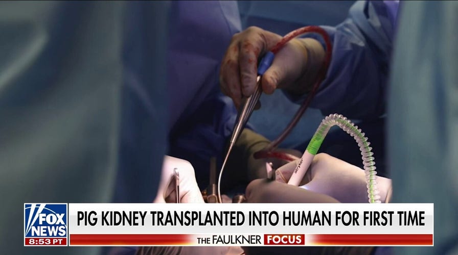 Pig kidney transplant is the ‘road to the future’: Dr. Marc Siegel