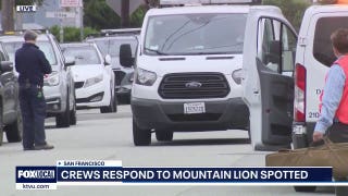 Mountain lion captured after running through San Francisco streets