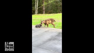 Real-life ‘Bambi’ moment caught on camera - Fox News