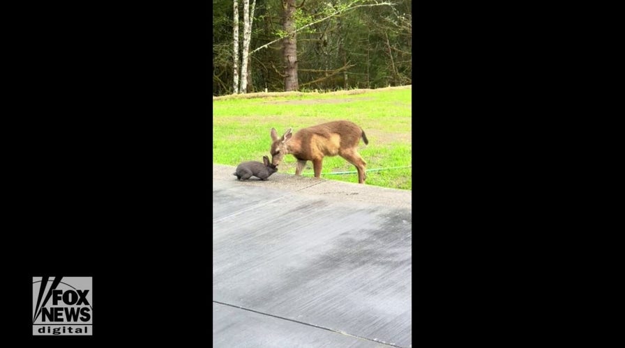 Real-life ‘Bambi’ moment caught on camera