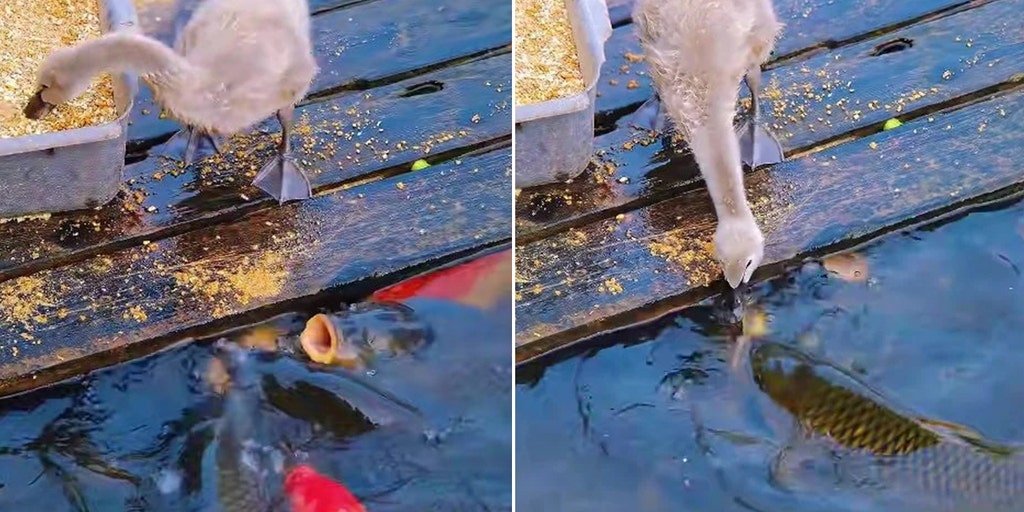 Baby goose appears to 'feed' hungry fish in heartwarming lake moment