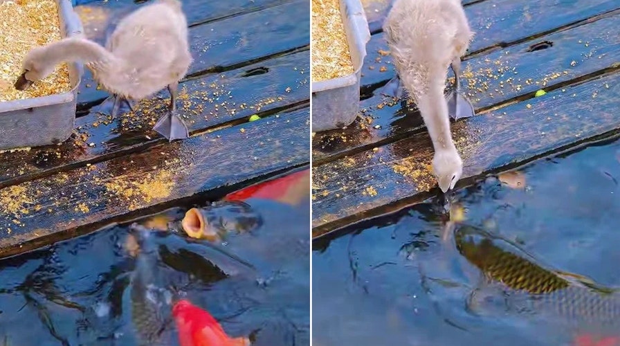 Baby goose appears to 'feed' bare   food  successful  heartwarming water  moment