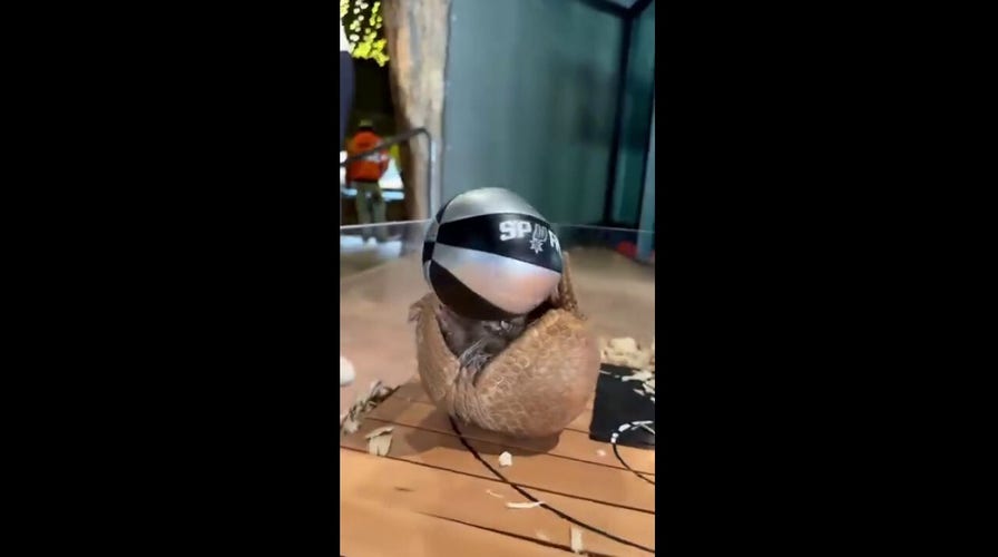Armadillo attempts to play basketball — see it!